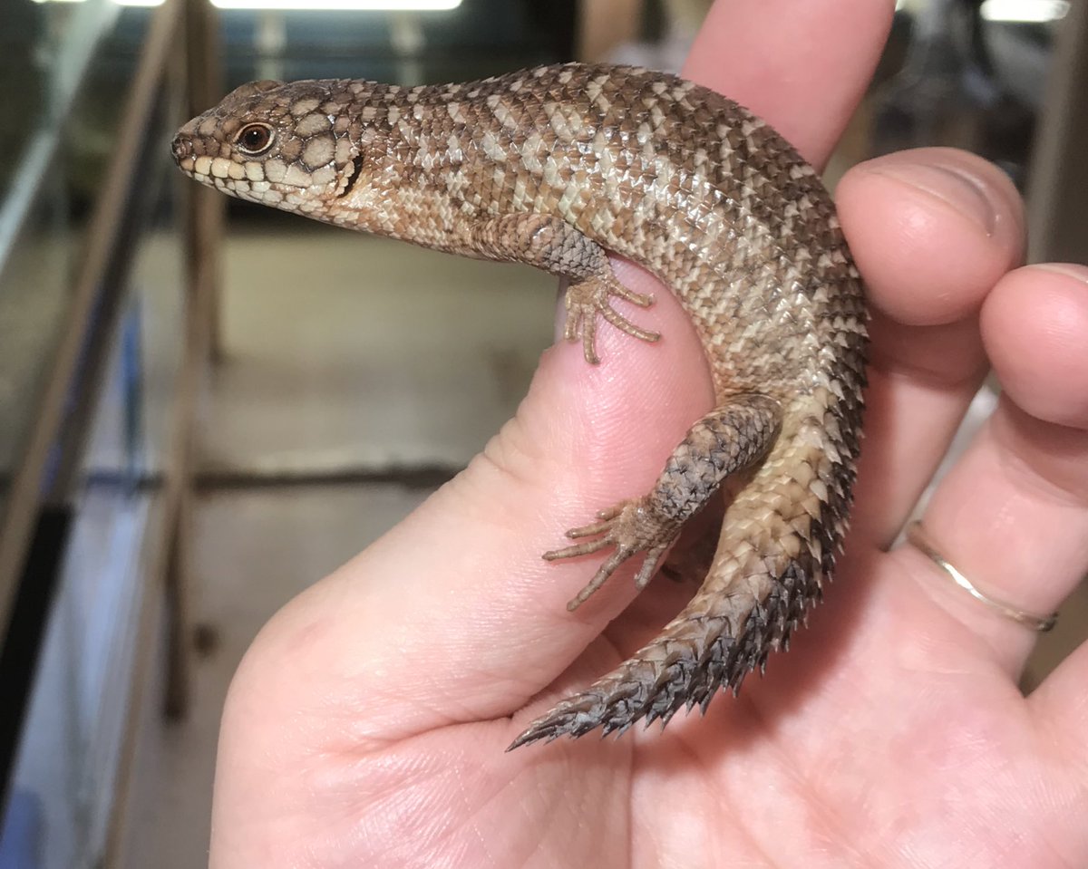 O Xrhsths トロピカル ジェム工藤 Sto Twitter ストケスイワトカゲ 可愛い可愛いおチビちゃん なんでも食べて丈夫で良いトカゲです O Xrhsths トロピカル ジェム工藤 Sto Twitter ストケスイワトカゲ 可愛い可愛いおチビちゃん なんでも食べて丈夫で良いトカゲです