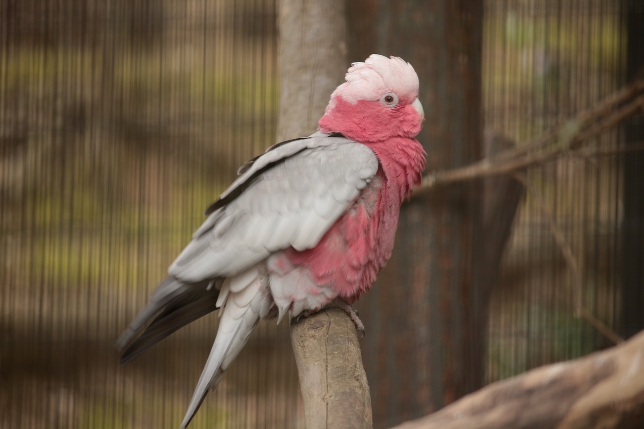 公式 キャンベルタウン野鳥の森 Twitterren 濃いピンクと淡いピンクの色合いが特徴的な その名もモモイロインコ 名前に インコ とついていますが オウム の仲間です ややこしい モモイロインコ 本日開園中 キャンベルタウン