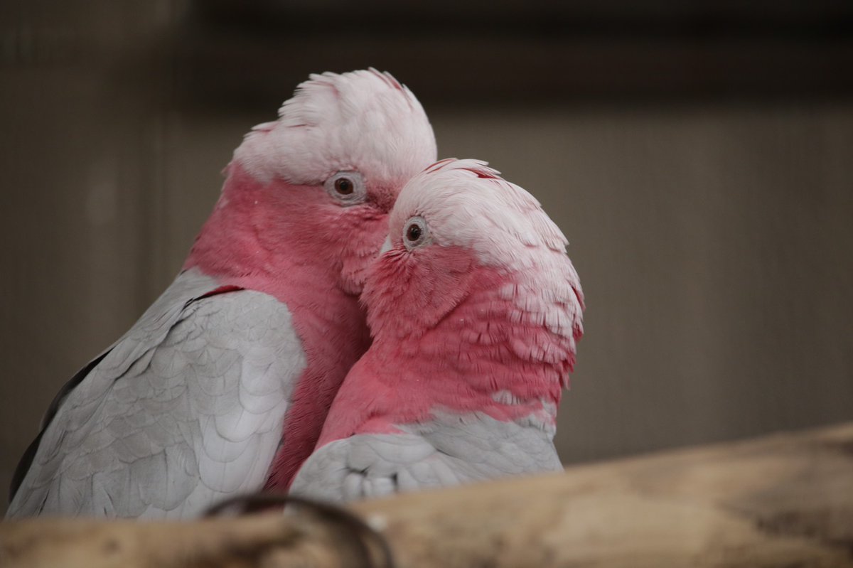 公式 キャンベルタウン野鳥の森 濃いピンクと淡いピンクの色合いが特徴的な その名もモモイロインコ 名前に インコ とついていますが オウム の仲間です ややこしい モモイロインコ 本日開園中 キャンベルタウン野鳥の森 Twitter