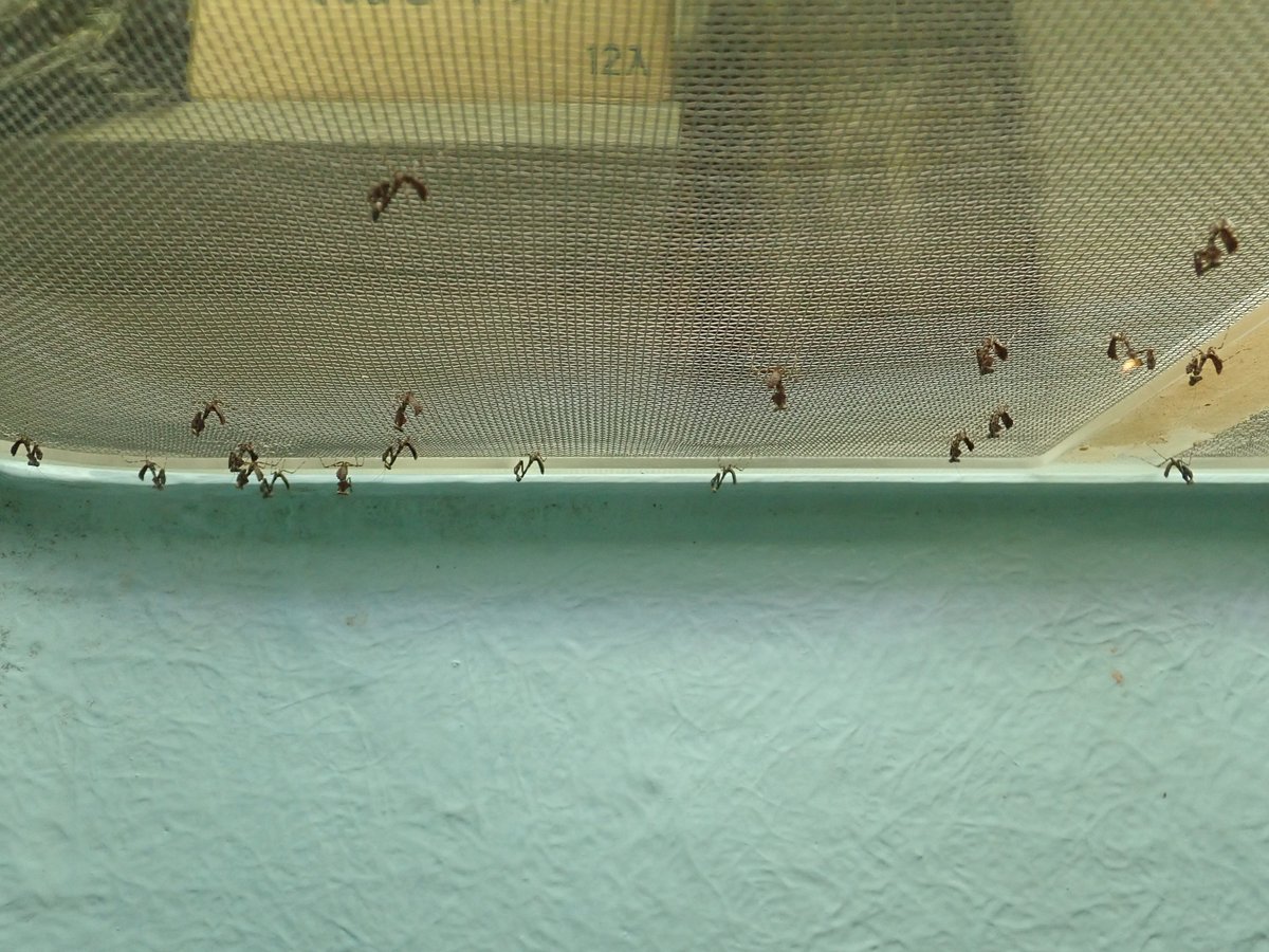 展示のメダマカレハカマキリの卵が孵化してきました 枯れ葉によく似た幼虫たちが 天井からぶら下がっています これぐらい小さいと 21 04 17 東区の動植物園 水族館 広島市森林公園こんちゅう館 まいにちを豊かに りっち