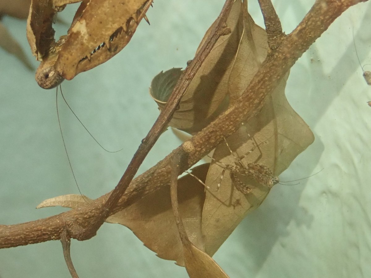 展示のメダマカレハカマキリの卵が孵化してきました 枯れ葉によく似た幼虫たちが 天井からぶら下がっています これぐらい小さいと 21 04 17 東区の動植物園 水族館 広島市森林公園こんちゅう館 まいにちを豊かに りっち