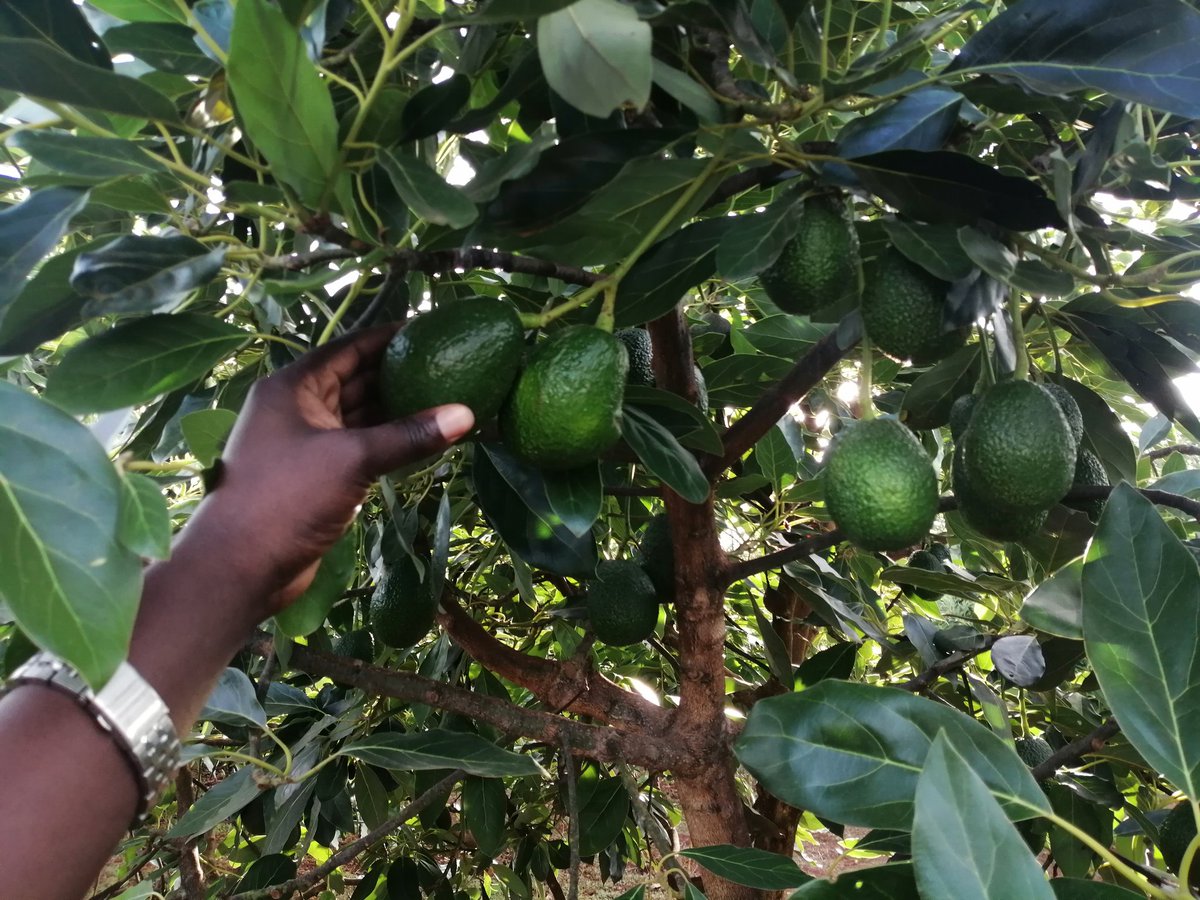 KiprutoRChebii's tweet photo. Early morning in our Avocado bushes.Kapsiliot, Uasingishu. https://t.co/kPojCfOoXF
