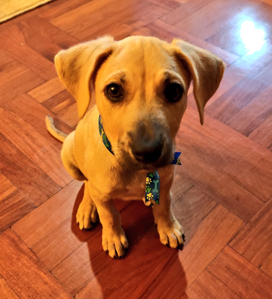 Este cosito bonito se está quedando en mi casa hasta que consiga una familia para siempre. Tiene solo 3 meses. 
Información con las chicas de @rescate_sos 

RT para que este bebito consiga hogar.