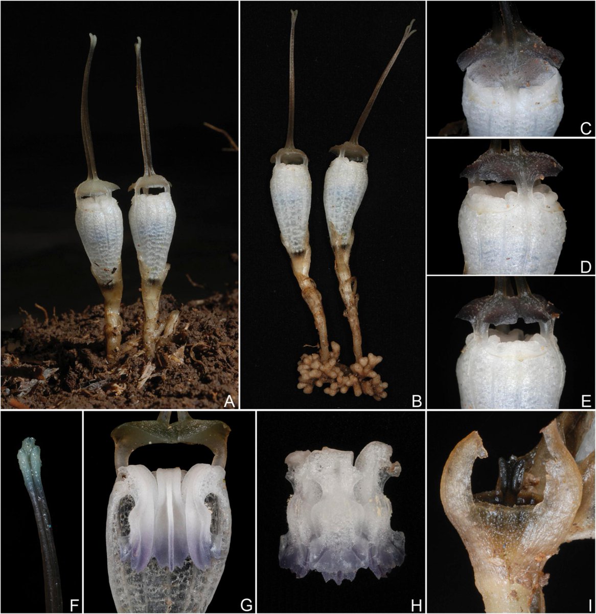 thismiaguy's tweet photo. Thismia clavigeroides, a new stunning #Thismia described from Thailand by Sahut Chantanaorrapint in #SystBot @AmSocPlantTaxon https://t.co/4B3e8tC7ZZ