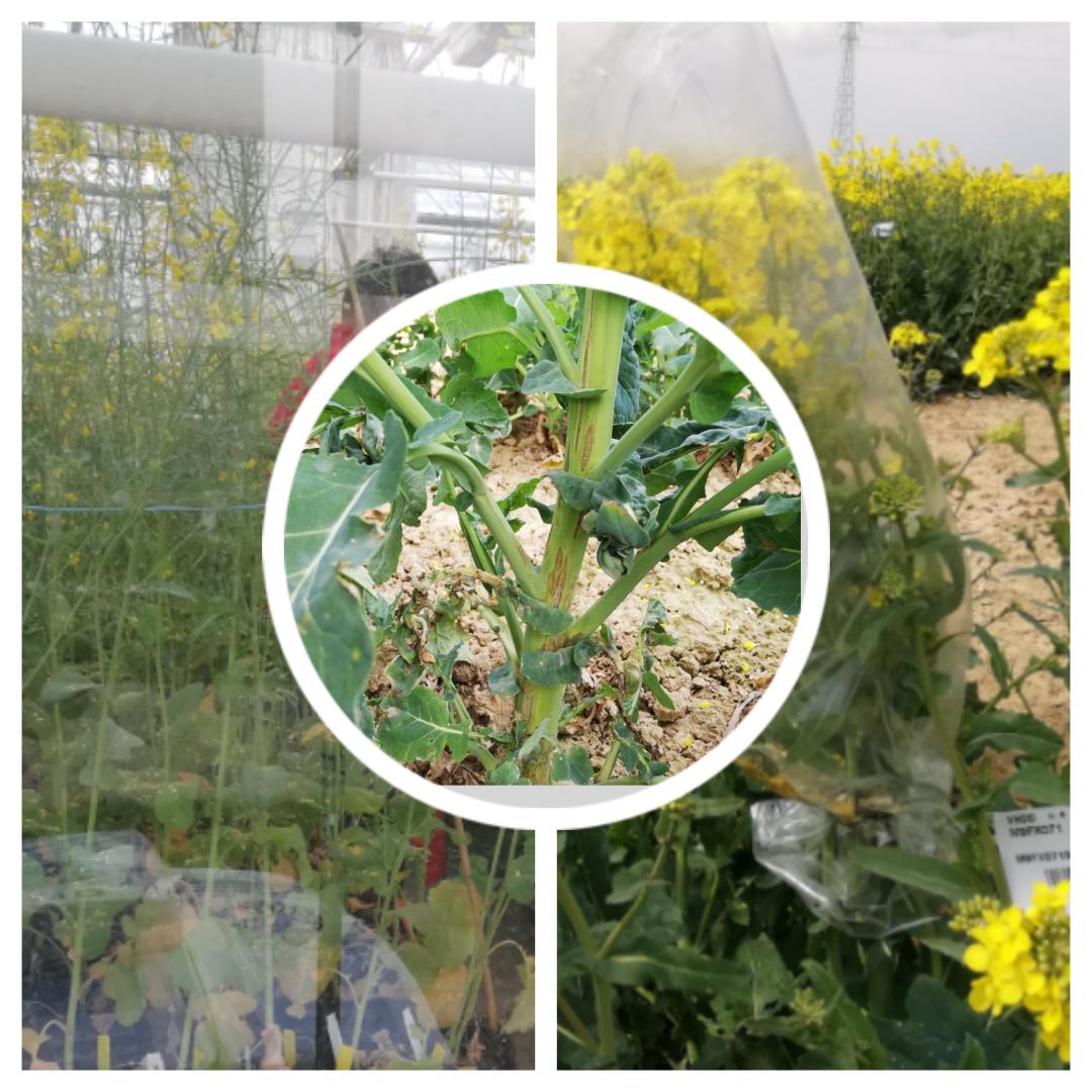 FJansseune's tweet photo. Tolérance variétale à la cylindrosporiose #colza
Complexe...mais avec impressionnante #Persévérance des équipes #breeding #MerciChersSéléctionneurs #LGSemences #LGaviron #LGambassador @CEPPobjectif https://t.co/cnGfsFmltv