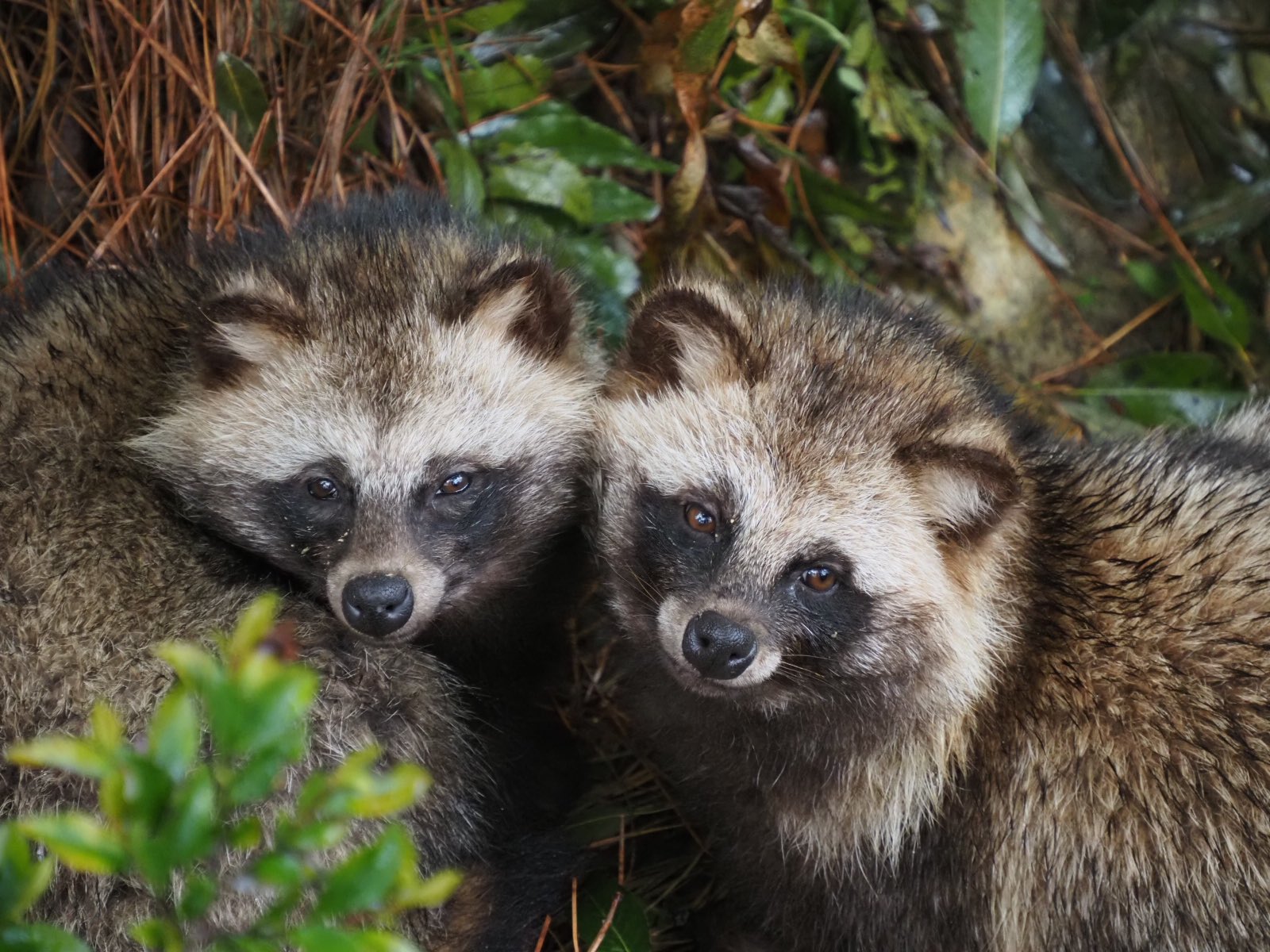 たぬきねこ かわいいタヌキが３頭いました 森林動物園 ホンドタヌキ タヌキ T Co Egrdxtqssj Twitter