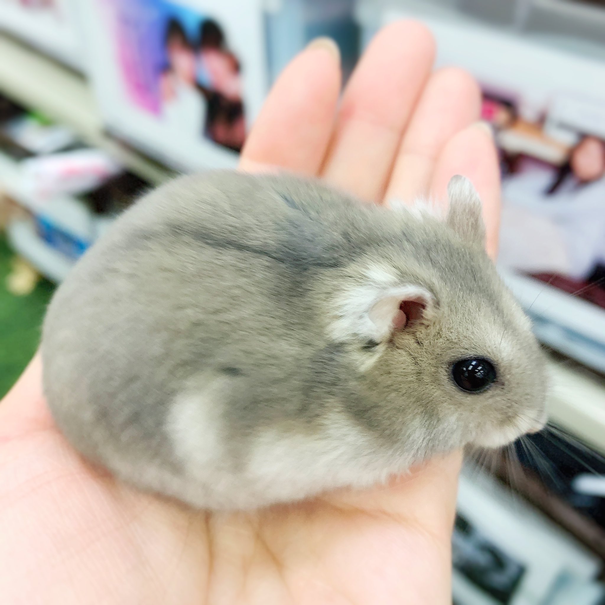 名塚佳織 スタジオでハムちゃんに会いました 名前はちゅちゅまる ちゅちゅまる ささもり ラジオ 可愛い おしりも 可愛い W 何故か正面はピント合わず W それも可愛い T Co 2qenepyffa Twitter