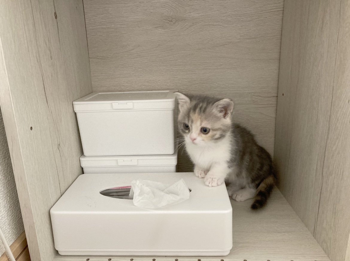 nyan__jp's tweet photo. 最近の推しにゃんこ(猫)🐱
1枚目@matsutake_cat 
2枚目@takopi_cat 
3枚目@sui_1115 
4枚目@donguri_manchi 

元気に育って欲しい。気持ちはほぼ親。 https://t.co/BZhqxYSrs4
