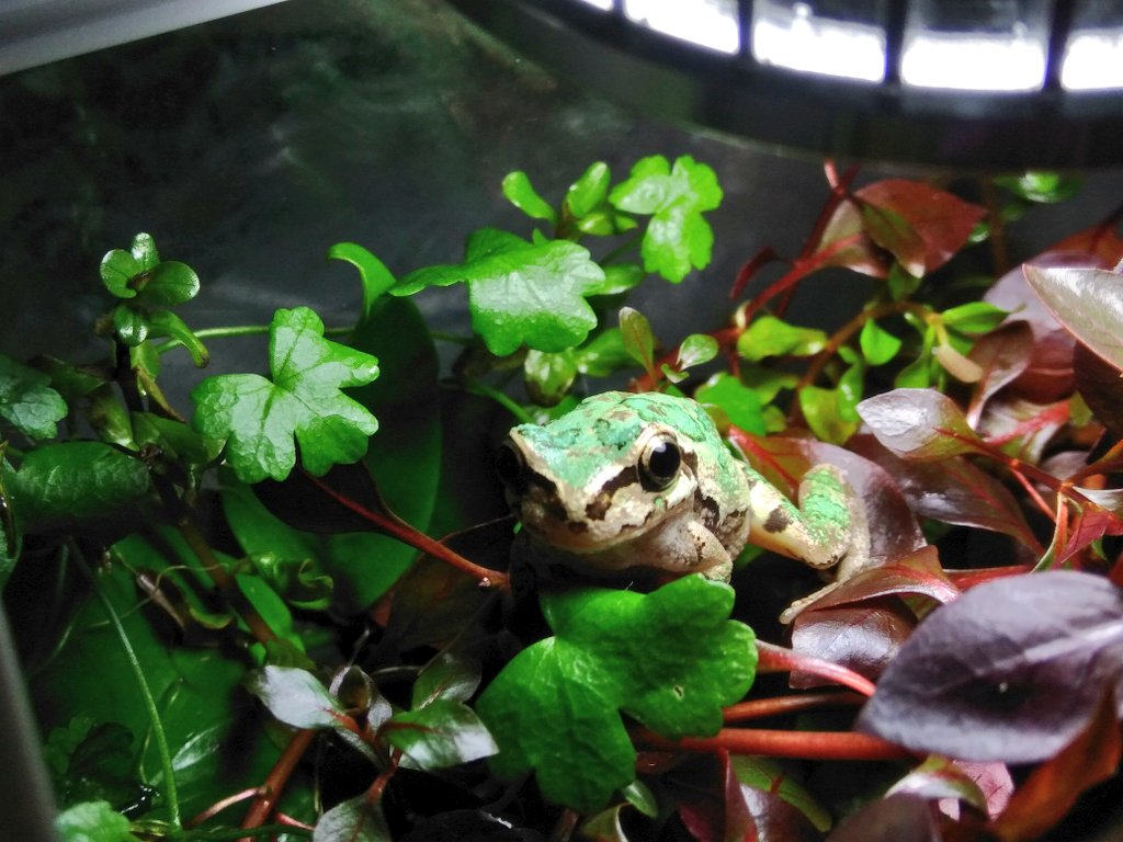 アマガエル飼育