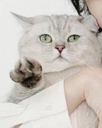 lisamygem's tweet photo. louis is so funny help the face and the paws 😭😭😭 https://t.co/SovQfqOSoG