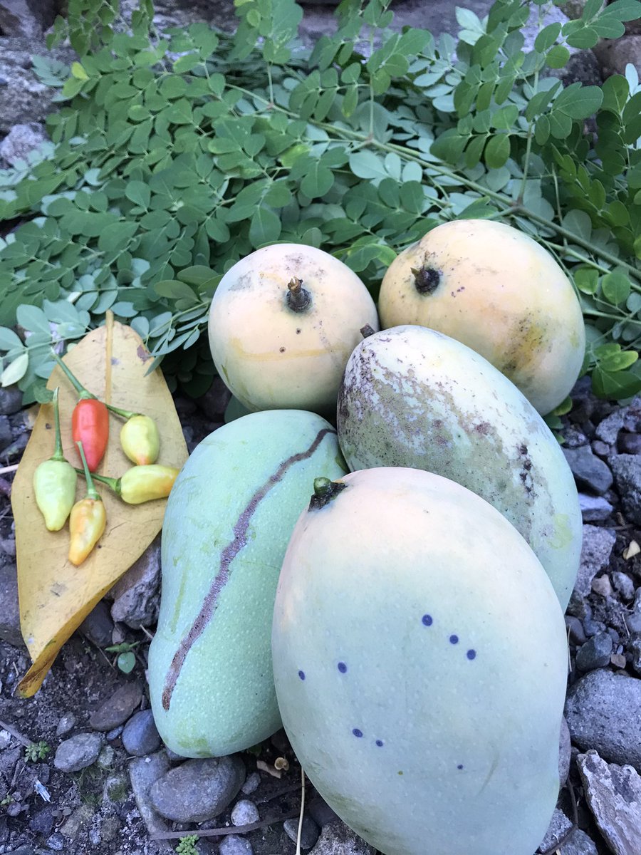 wanti_one's tweet photo. Panen sore dirumah Bunda,, daun kelor nya untuk sahur dikuah bening, mangga nya bisa jadi cemilan saat berbuka nanti, MasyaAllah berkah,,,, #AcehBerkebun https://t.co/a9lq70cvwo