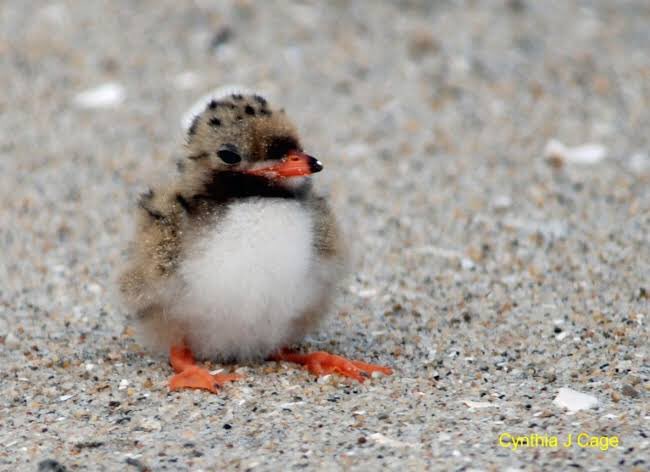 Dr Jos 🇦🇺🇫🇷🇱🇧💉💉💉 on Twitter: "Did you know baby puffins are called  pufflings. PUFFLINGS! it's too much cuteness 🥰 https://t.co/qlSUrrZueq" /  Twitter