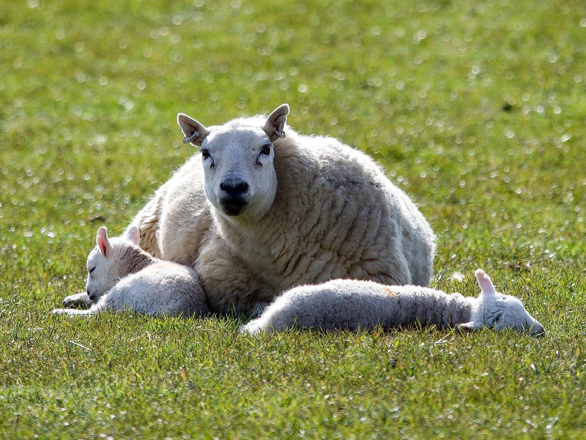 Mediate Kent in Maidstone think that these twins are tired.