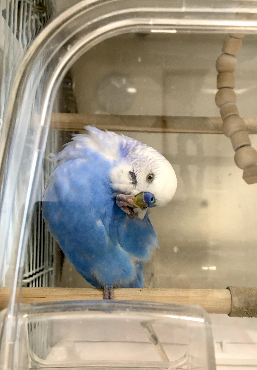 ぺぱぞう ムシャムシャ ﾑｼｬﾑｼｬﾑｼｬﾑｼｬ セキセイインコ 可愛い 仕草