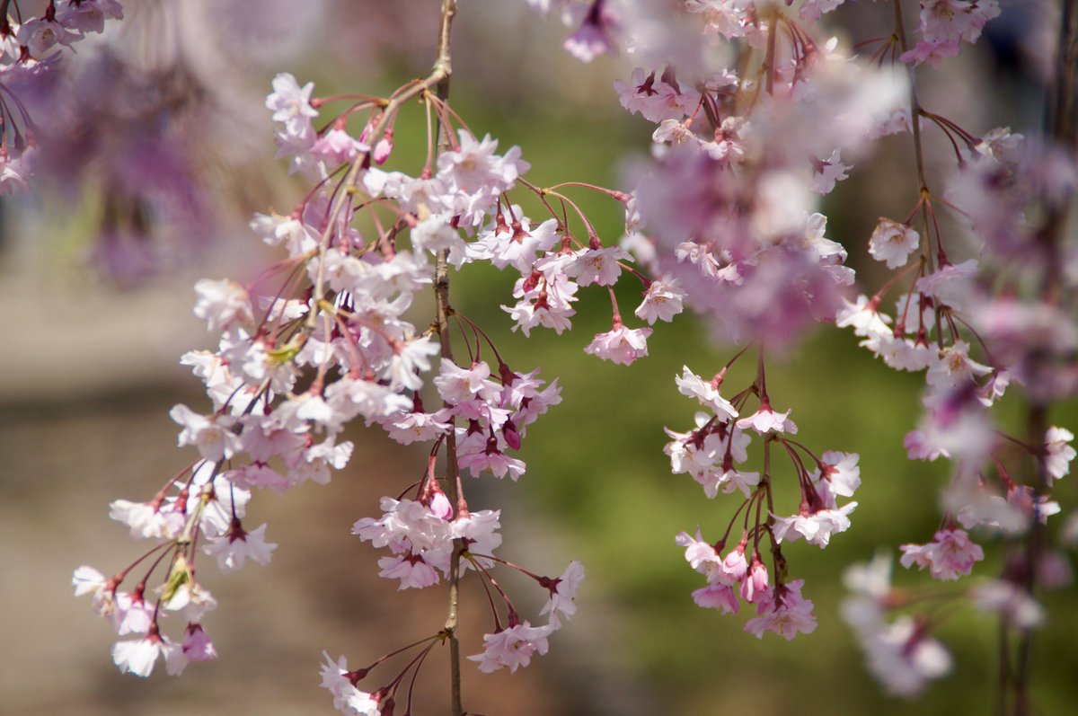 kokokarincyo tweet media