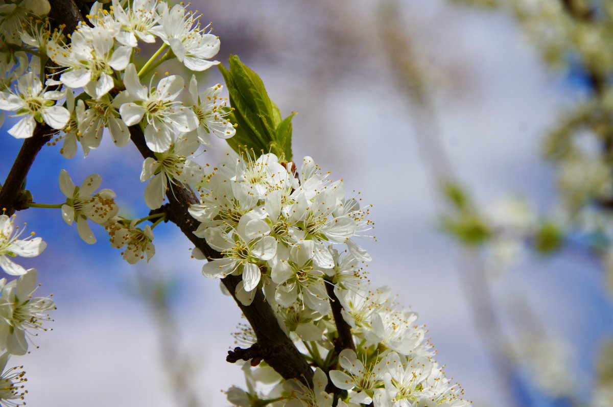 kokokarincyo tweet media