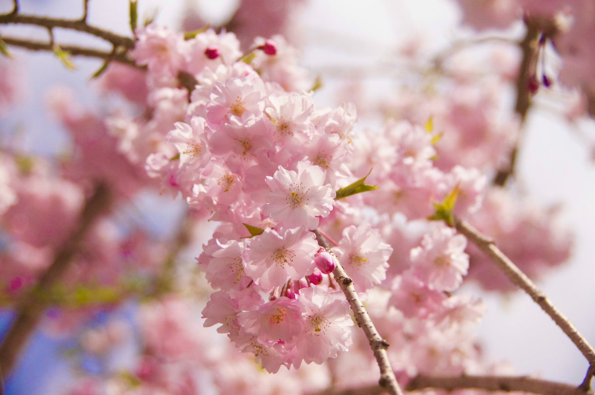 kokokarincyo tweet media