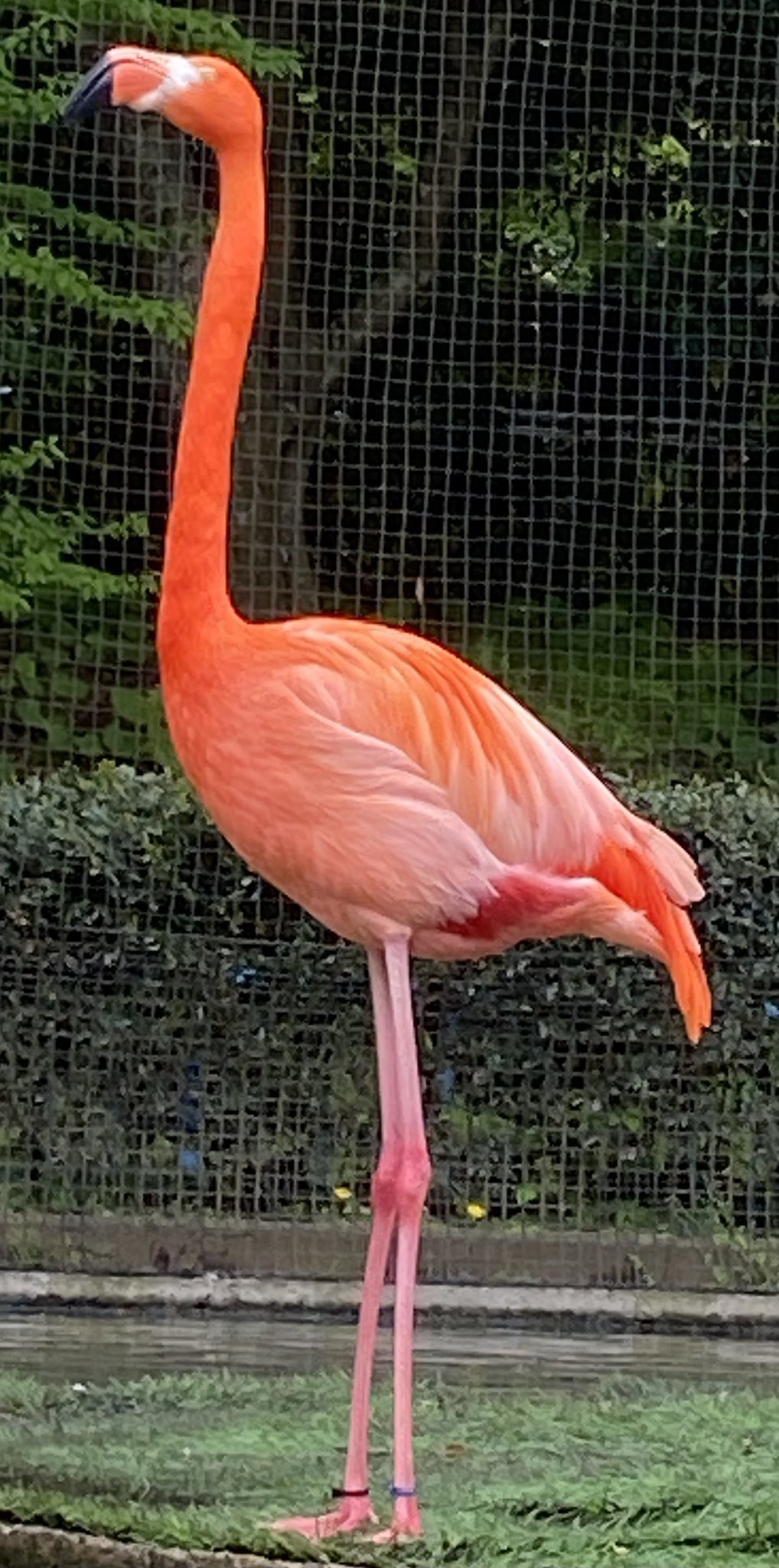千葉市動物公園 公式 まさに炎の柱 飼一 千葉市動物公園 ベニイロフラミンゴ フラミンゴの名前の由来は 炎 T Co 8jvwygbemp Twitter