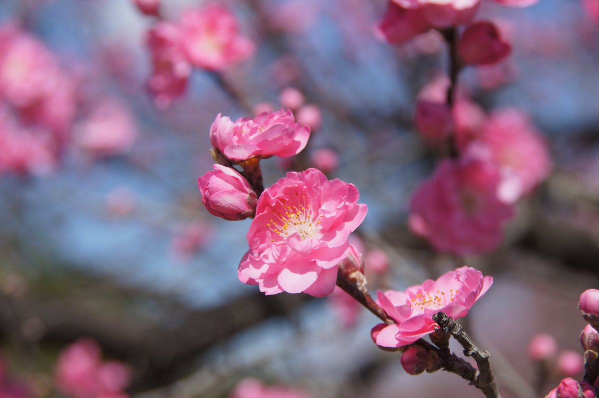 kokokarincyo tweet media