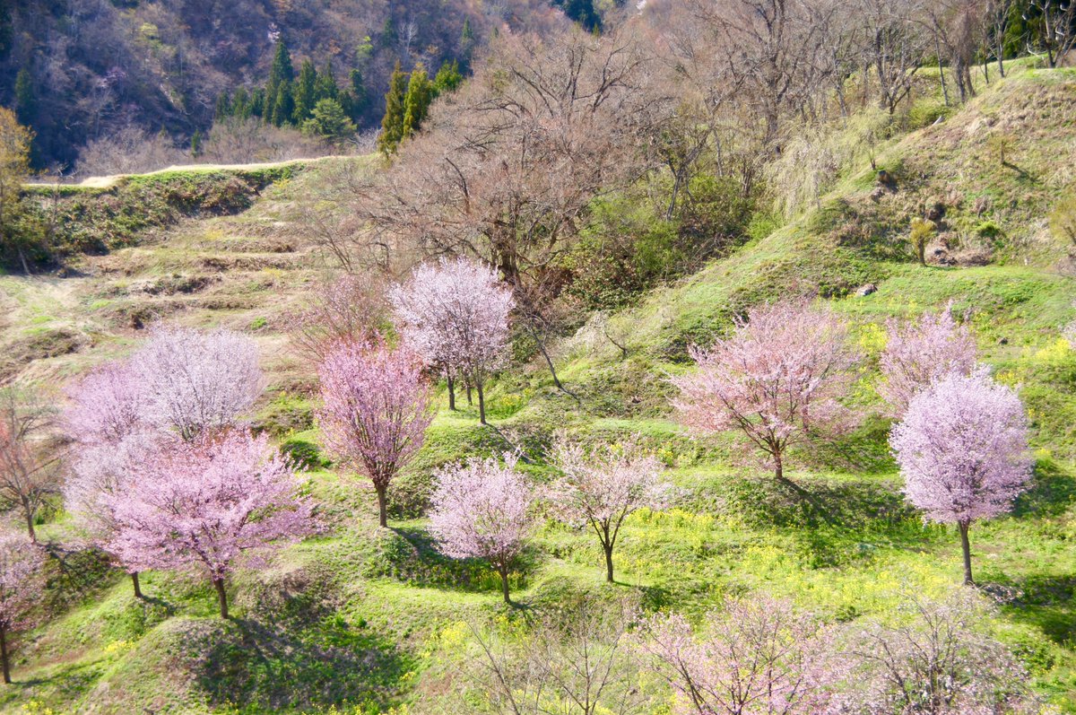 kokokarincyo tweet media