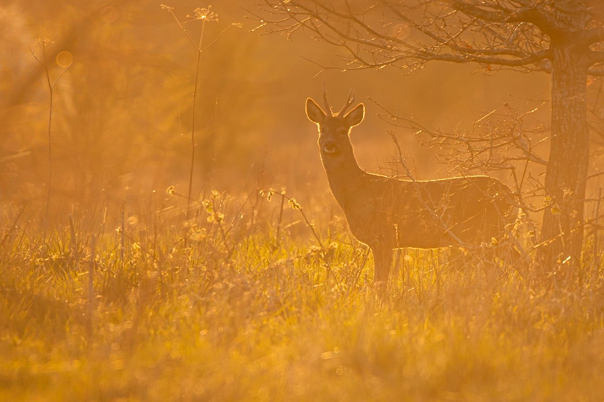 Ben Hancock-Smith (@benhancocksmit1) on Twitter photo Some roe deer shots of a couple bucks I found a few days ago at papercourt meadows.
#wildlifephotography #deer <a href="/SurreyWT/">Surrey Wildlife Trust</a> Some roe deer shots of a couple bucks I found a few days ago at papercourt meadows.
#wildlifephotography #deer <a href="/SurreyWT/">Surrey Wildlife Trust</a>