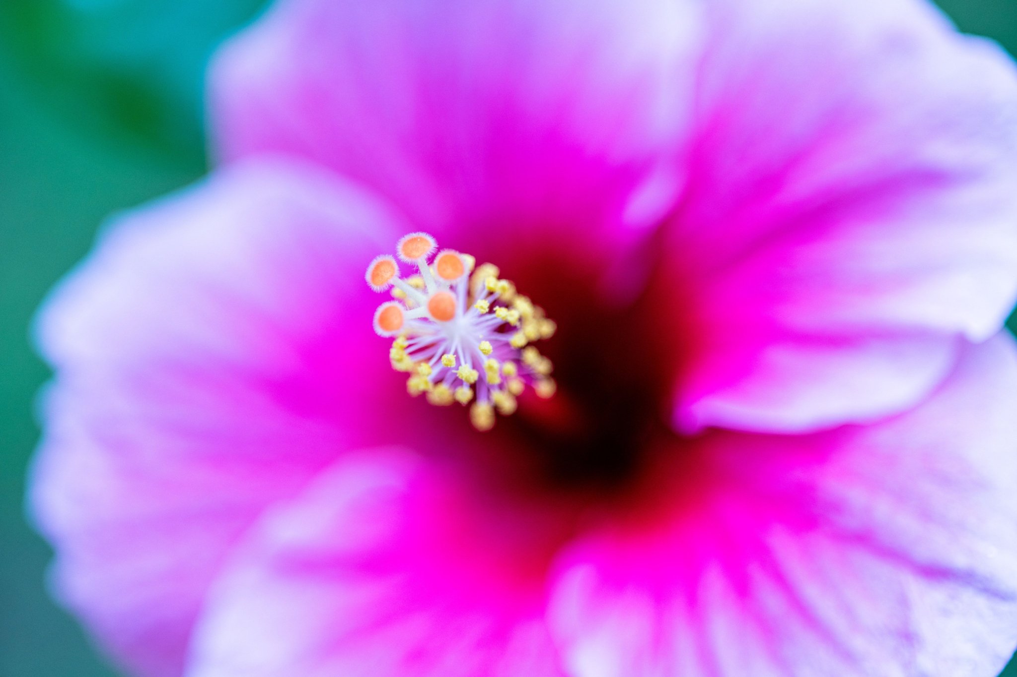 Isha Foundation on Twitter "Beautiful blooms from around IshaYogaCenter. PicOfTheDay…