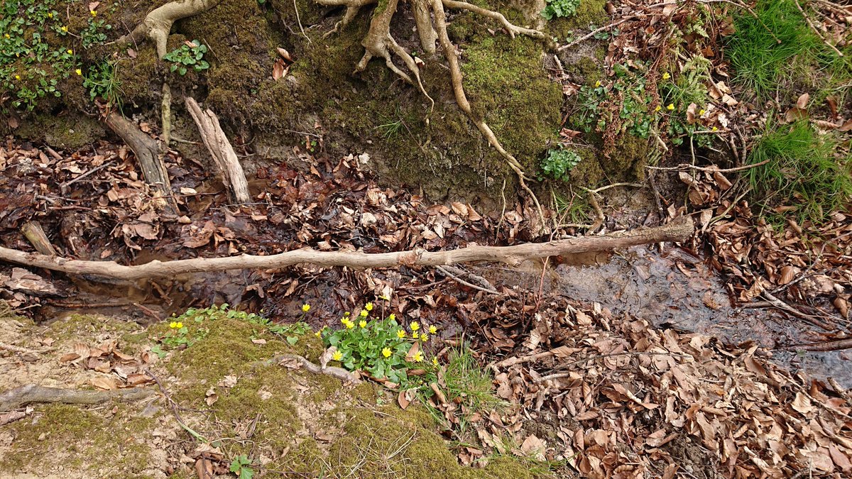 @Nicky13Johnson @YDimages and you too Nicky! a few snaps of the delightful Lesser Celandine morning walk by @RutlandWaterNR @WoodlandTrust @oakhamnubnews @village_diary  @LeicsWildlife @RutlandLife 

#weekendsunshine 
#naturelove