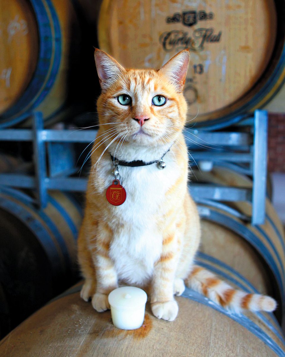 The Real Review tweet media