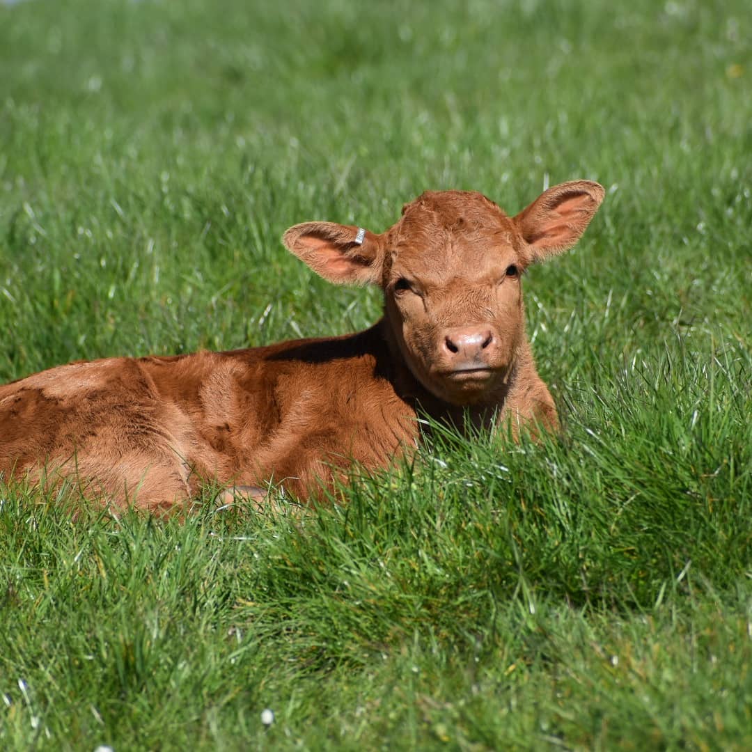 StabiliserBeef's tweet photo. Always nice to see the first Stabiliser calf in a herd ๐ช
๐ธ blacksheepofpurbeck
#stabilisercattle #stabiliser #cattle #calvingtime #calvingseason #pedigreecattle #cowsatgrass https://t.co/GtPzzcz4PI