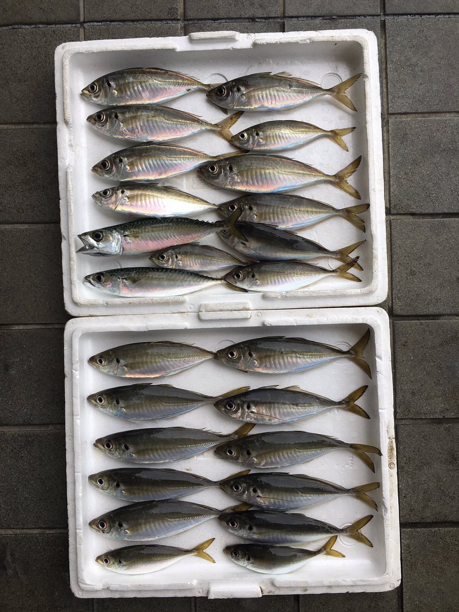 尼崎市立魚つり公園 午後から始めてこの釣果なら充分でしょ アジ サビキ釣り 尼崎魚釣り