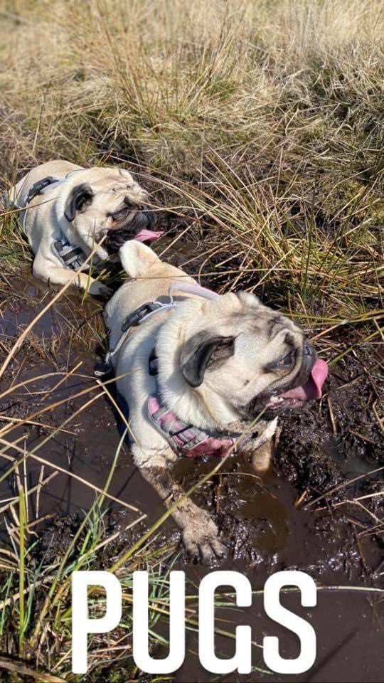 FPugface's tweet image. Happy as...