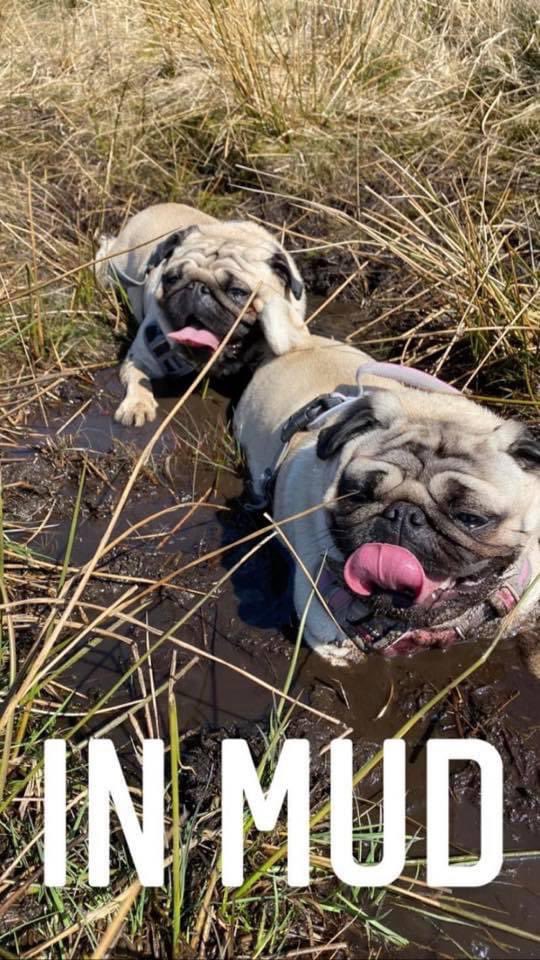 FPugface's tweet image. Happy as...