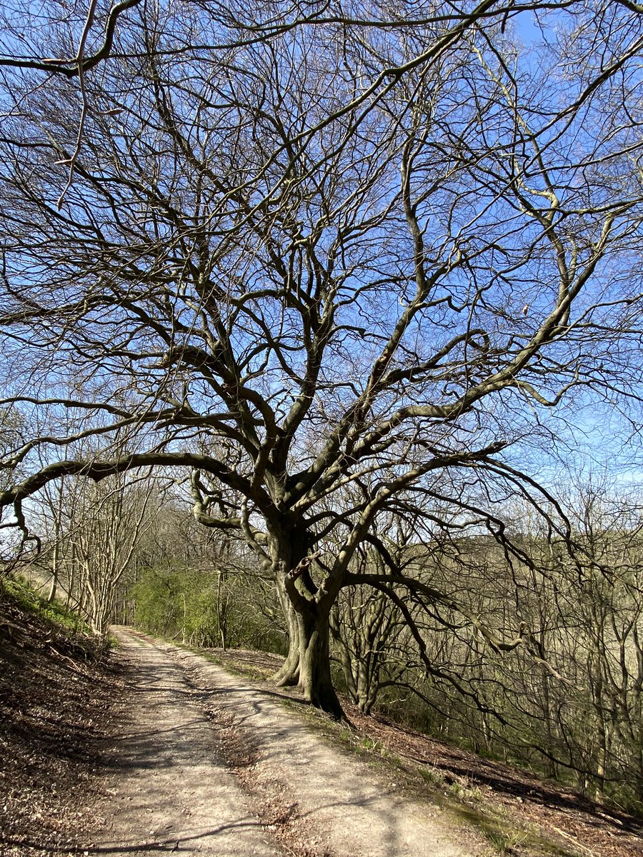 andy_bails's tweet photo. Contender for tree of the day. Nr South Cave, East Yorkshire. @campbellclaret https://t.co/mgTXDifxR1