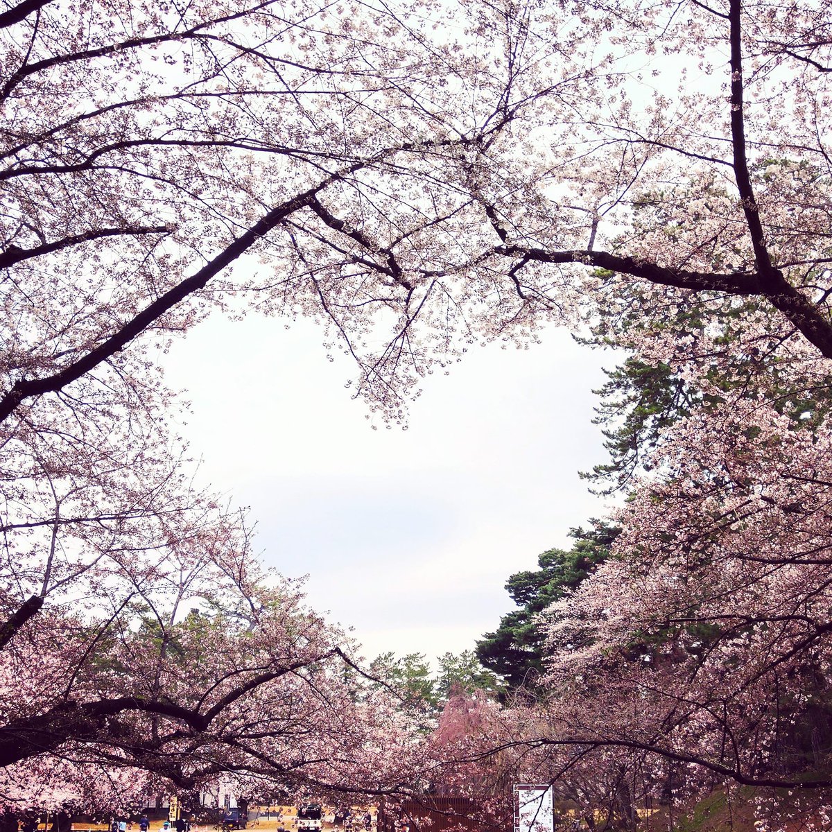 MasakiFromHell's tweet photo. プラトニックな弘前公園ハートの桜。来週は艶やかに咲き乱れますように。 https://t.co/RLj5Hupcry