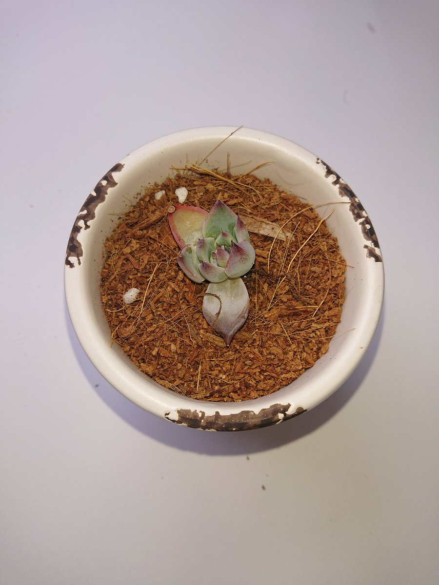 ちゃんこ V Twitter ダイソー産チワワエンシス 友達が買ってくれたときから葉がぶよぶよで土もびしゃびしゃだったから引きちぎって乾燥した土に植え替えて日光たくさん当ててたんだけど1枚1枚じわじわダメになっていってる 諦めるしかないのか 多肉植物