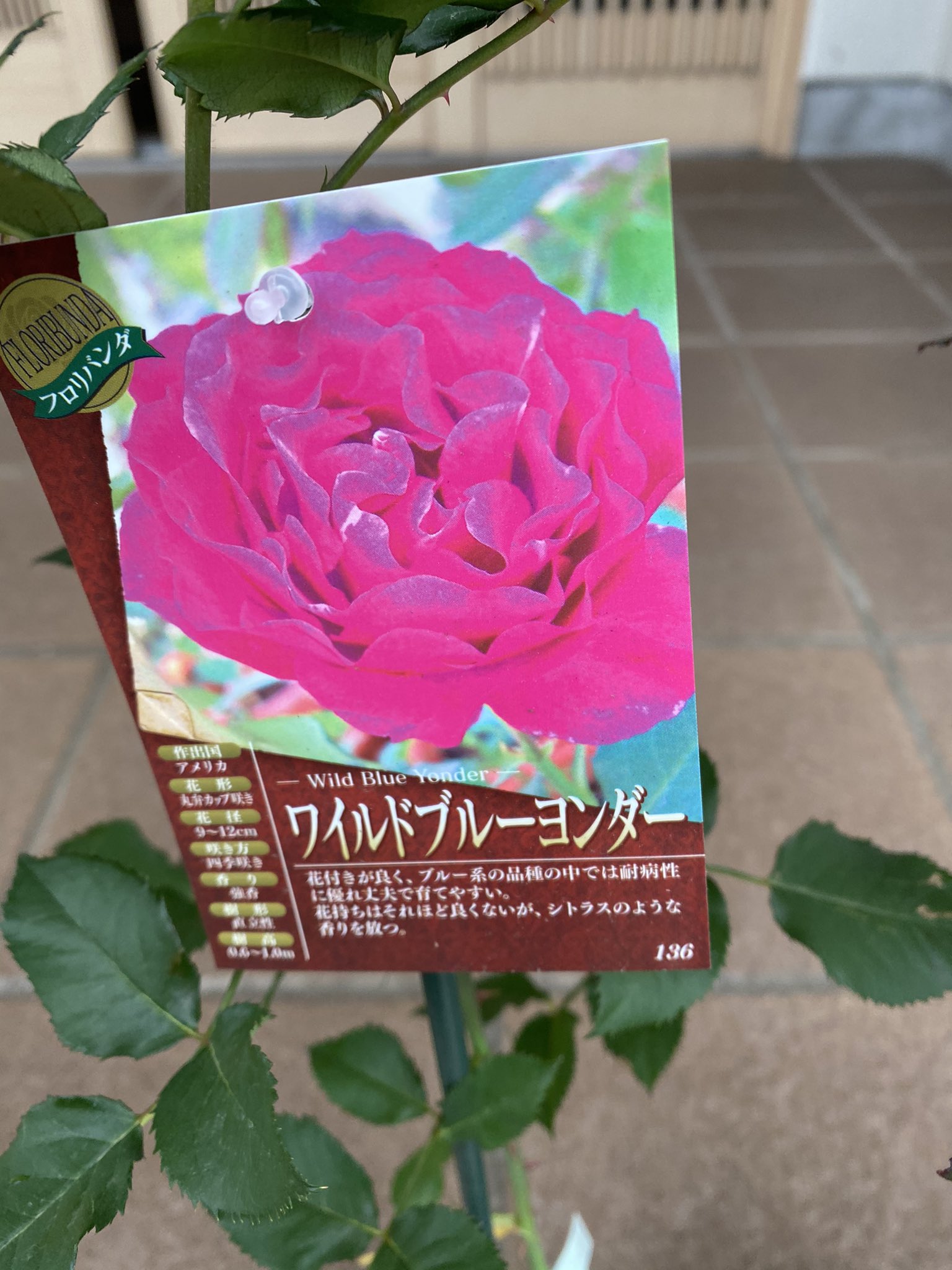 تويتر ミワ على تويتر 我が家の専属庭師 父親 に新しいバラを植えて欲しくて買ってきた 会津の土地が薔薇に合うらしく 今ある薔薇も生育が良いので期待してる 楽しみだなぁ ワイルドブルーヨンダー チャールストン ジュビレデュプリンスドゥモナコ