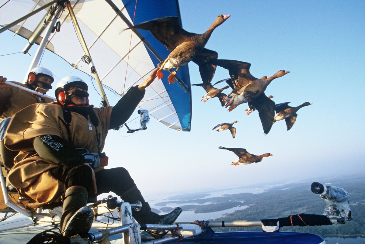 Daniel_Fievet's tweet image. Avec son ULM, il a enseigné à des oies sauvages menacées une nouvelle route migratoire pour éviter les chasseurs. 20 ans après, il continue de voler avec des oiseaux. Christian Moullec nous emmène dans le sillage du peuple migrateur à 15h sur @franceinter #LeTempsDunBivouac