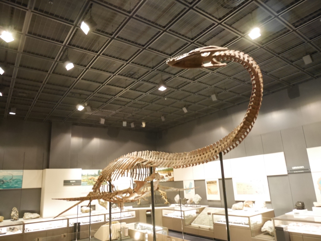 福島県立博物館 公式 今日4月17日 土 は恐竜の日 福島 県立博物館のシンボルマークにもなっているフタバスズキリュウは 海の中で生きていたクビナガリュウで残念ながら恐竜ではありません しかし 日本から見つかった 恐竜時代の爬虫類の全身骨格