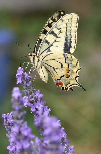 ผี้เสื้อใจร้าย ดอกไม้ใจอ่อน ดอกไม้อยู่ที่เดิม ผีเสื้อโบยบิน และไม่หวนกลับมา