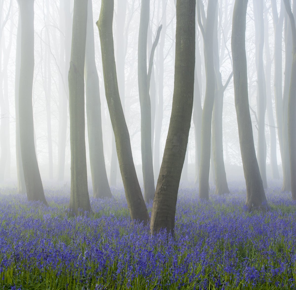RIerdogan's tweet photo. Join us in celebrating the bluebell woods of Wiltshire https://t.co/R7A2wqSAdc https://t.co/EXoOFhFzAG