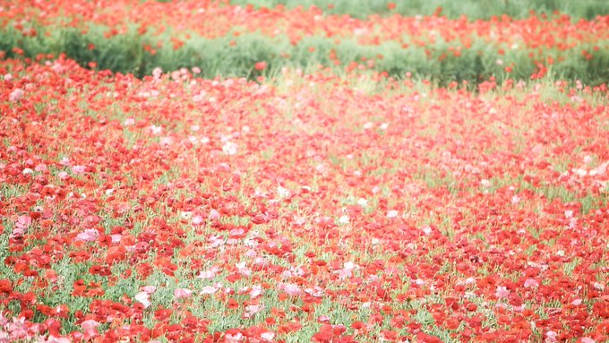 呪術本誌 Wj17 皆さん 野薔薇の花言葉は 痛手からの回復 ですから 大事なことなので2回言います 野薔薇の花言葉は 痛手から の回復 です もう一度言います 野薔薇の花言葉は 痛手からの回復 ですよ 呪術本誌 Wj17 皆さん 野薔薇の花言葉は 痛手からの回復 ですから 大事なことなので2回言います 野薔薇の花言葉は 痛手から の回復 です もう一度言います 野薔薇の花言葉は 痛手からの回復 ですよ