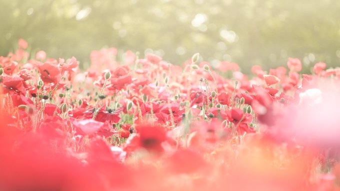 呪術本誌 Wj17 皆さん 野薔薇の花言葉は 痛手からの回復 ですから 大事なことなので2回言います 野薔薇の花言葉は 痛手から の回復 です もう一度言います 野薔薇の花言葉は 痛手からの回復 ですよ 呪術本誌 Wj17 皆さん 野薔薇の花言葉は 痛手からの回復 ですから 大事なことなので2回言います 野薔薇の花言葉は 痛手から の回復 です もう一度言います 野薔薇の花言葉は 痛手からの回復 ですよ