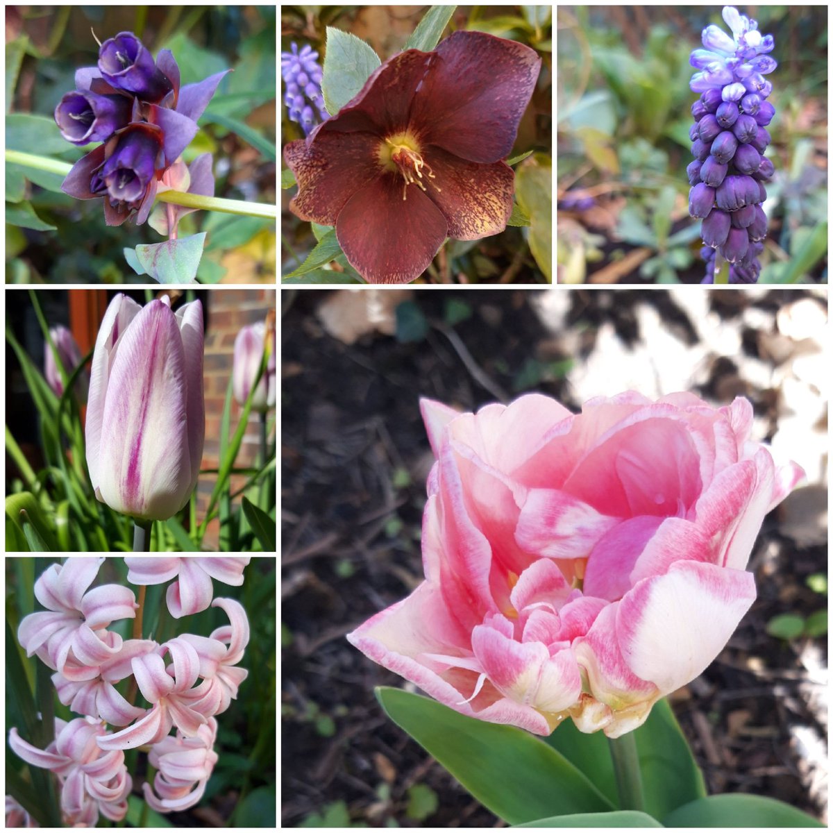 Spring border looking purple.  Love the Cerinthe #grownfromseed. #hellebore #tulip #muscari #hyacinth #sixonsaturday