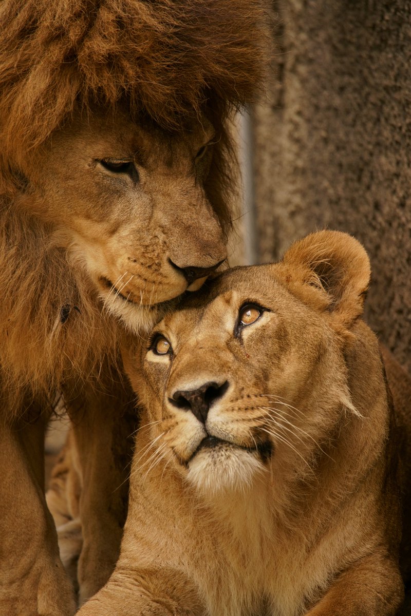 動物園で撮った仲睦まじいライオン夫妻写真をツイートしたら公式の眼に留まりポスターになった件に便乗してみる件 Togetter 動物園で撮った仲睦まじいライオン夫妻写真をツイートしたら公式の眼に留まりポスターになった件に便乗してみる件 Togetter