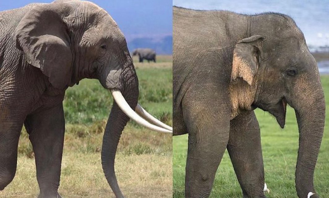 African asian elephant differences