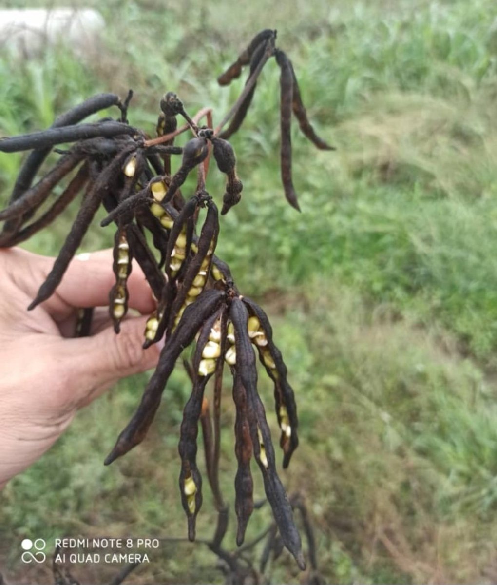 Bolotinsubero's tweet photo. AGRICULTORES DE PORTUGUESA SE DECLARAN EN EMERGENCIA...
La escasez del gasoil retrasó la cosecha y aún está sin recogerse en campo el 50%, casi toda perdida por las lluvias, manchada y germinada en la misma planta... https://t.co/xbvRbusdFP