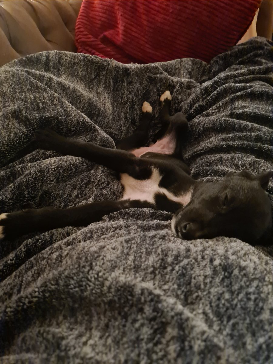 MrsFitz09's tweet image. I think I can safely say Luna the #Lurcher has settled into her new home! #spoiltpuppy she loves chasing her own tail, chewing my ankles and trouser legs and snoozing! #puppylove