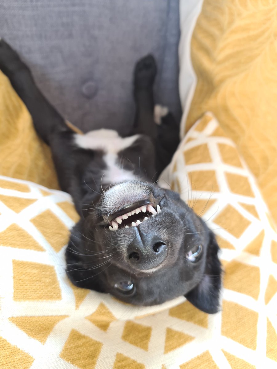 MrsFitz09's tweet image. I think I can safely say Luna the #Lurcher has settled into her new home! #spoiltpuppy she loves chasing her own tail, chewing my ankles and trouser legs and snoozing! #puppylove