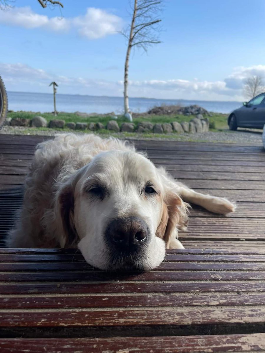 It's Saturday, so according to our Bailey movement is optional 🐾❤
#dogsoftwitter #connemara <a href="/AranConnemara/">Connemara & The Islands Conamara & naOileáin</a> <a href="/JCWLGeopark/">JCWLGeopark</a> <a href="/TG4TV/">TG4</a> <a href="/woofadvisor/">WoofAdvisor Blog, Trip Planner, Pet Travel Advice!</a> <a href="/petbond_ireland/">MypetBond.com</a> <a href="/ConnemaraIe/">Connemara.ie</a> <a href="/MADRADogRescue/">MADRA Mutts Anonymous Dog Rescue & Adoption</a> <a href="/InaghLodge/">Lough Inagh Lodge</a>