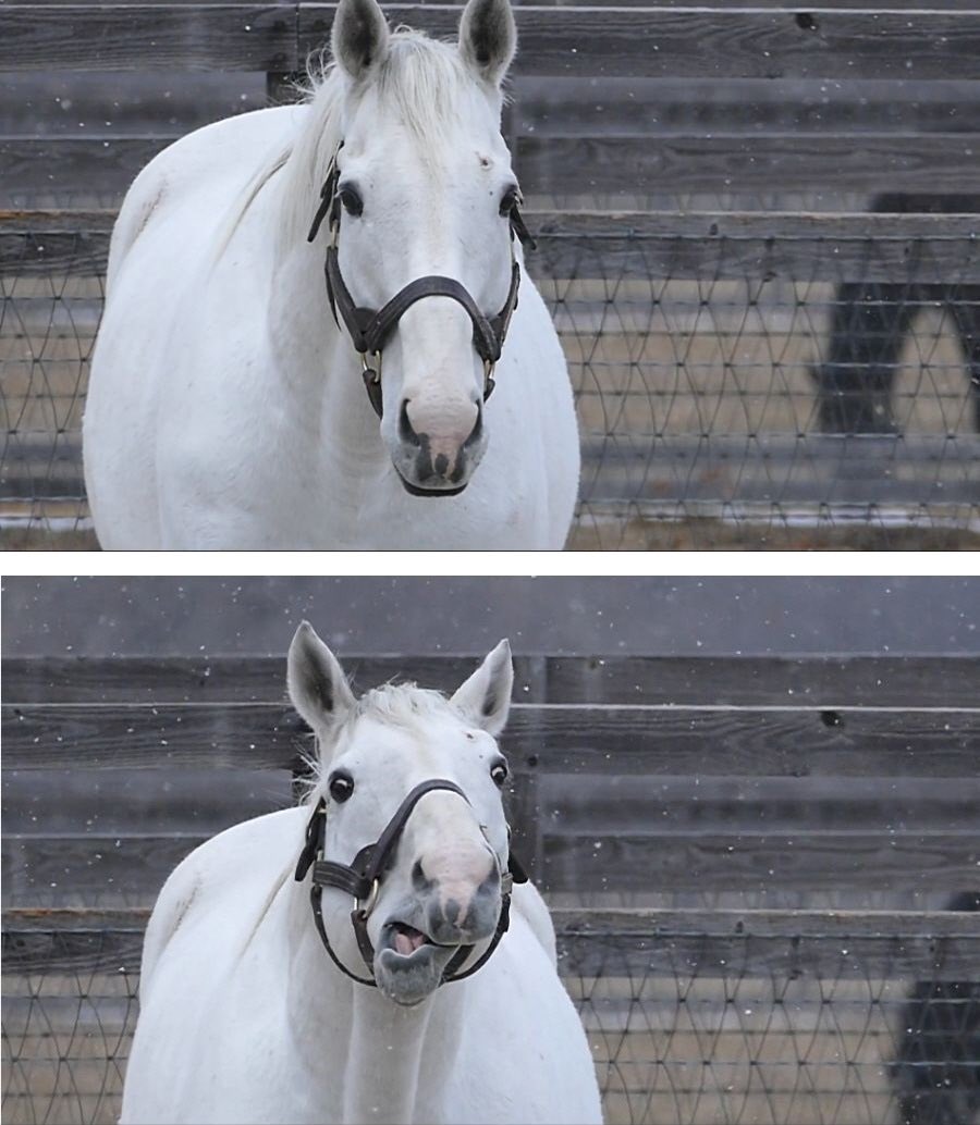 マウンテンib ゴルシの変顔で1番好きなのこれ 雪 白馬 元葦毛だけど の合わないはずがない光景で変顔するのがまさにゴルシって感じで良い